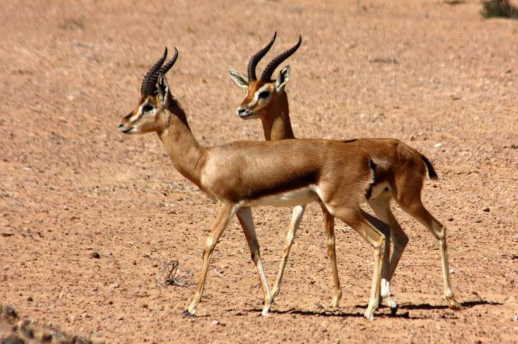 Sharjah to open largest safari park outside Africa