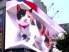 VIDEO OF GIANT 3D CAT MOVING ON ‘BIGGEST’ BILLBOARD GOES VIRAL  