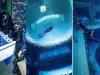 Dubai: World's deepest diving swimming pool now open to public