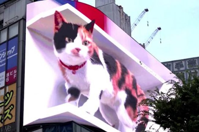 VIDEO OF GIANT 3D CAT MOVING ON ‘BIGGEST’ BILLBOARD GOES VIRAL