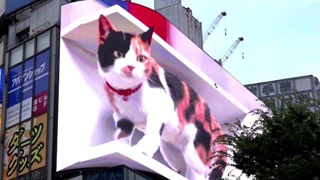 VIDEO OF GIANT 3D CAT MOVING ON ‘BIGGEST’ BILLBOARD GOES VIRAL  