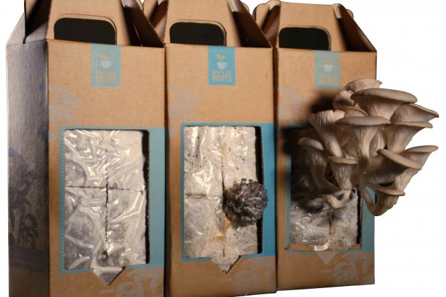 Printed Mushroom Boxes Elevate Branding and Product Appeal